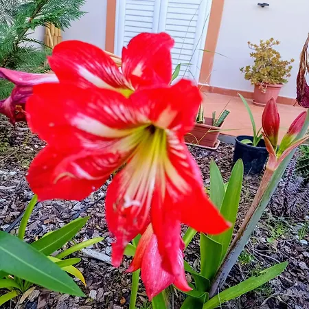 Onda Dorata *